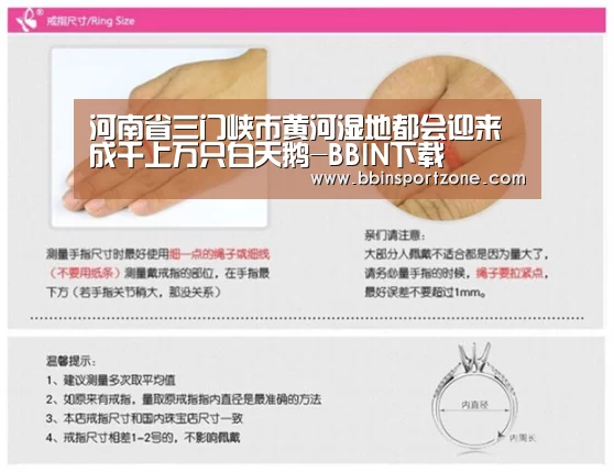 河南省三门峡市黄河湿地都会迎来成千上万只白天鹅-BBIN下载(图2) BBIN视讯